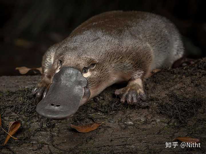 鸭嘴兽在生物分类学中归属于哪一类有哪些天性与本能