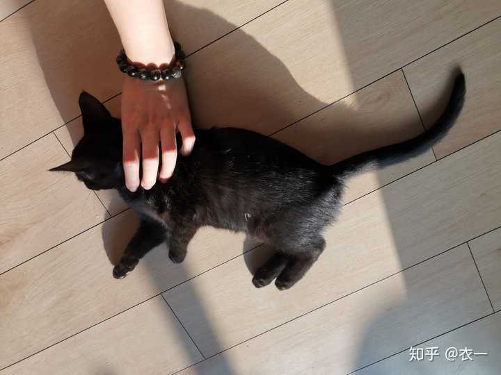 家里养了一只黑猫是一种什么样的体验?