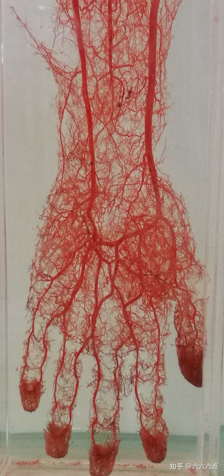 手(塑化动脉血管网)