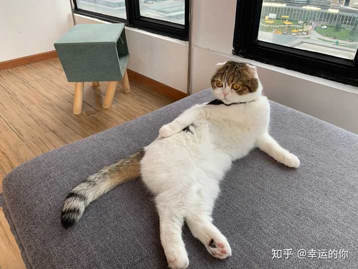 猫咪有哪些奇葩的坐姿?