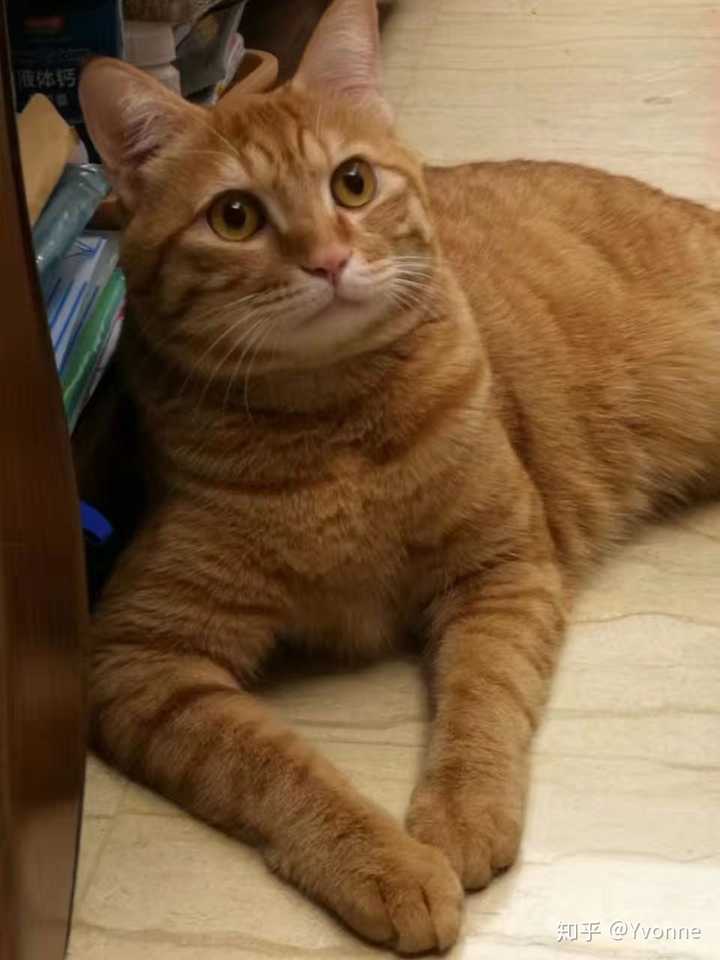 想给田园猫发腮该怎么做?