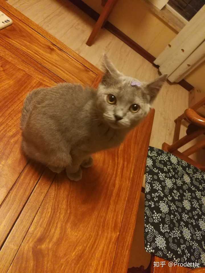 第一次养蓝猫?
