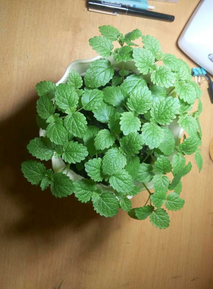 在家怎么种薄荷?