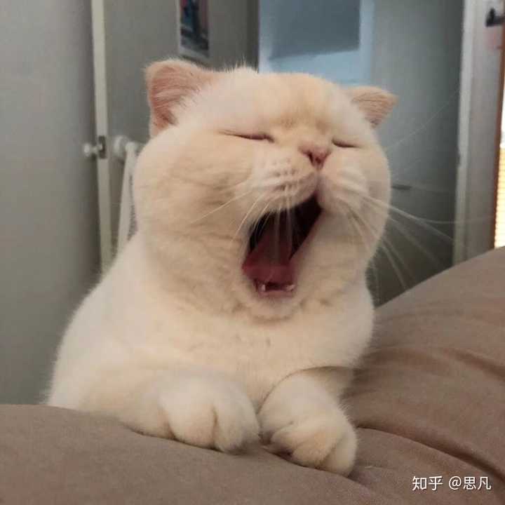 有没有猫的搞怪头像呢?