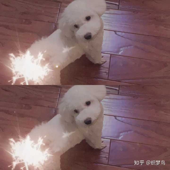 为什么我家的比熊辣么丑.