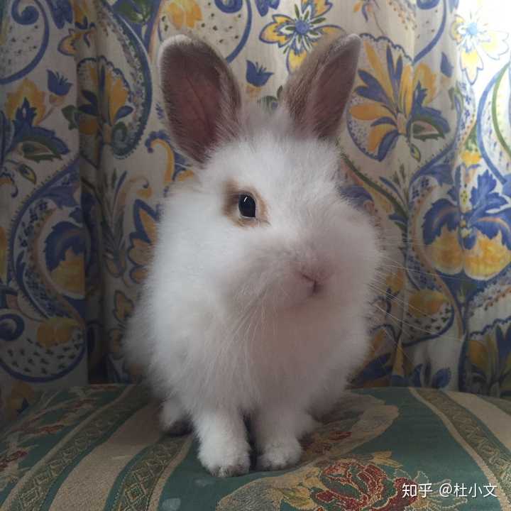 兔子是越长越难看吗?