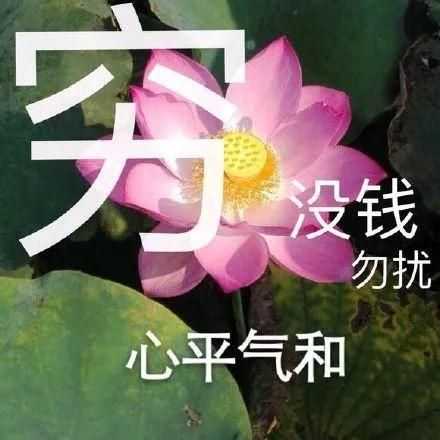大家有没有关于花的头像或者背景图?