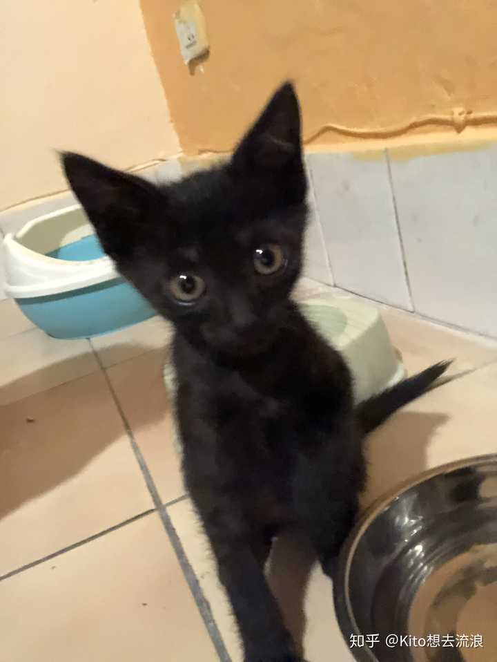 然后盆友家的蓝猫都是喂的凯锐思,(我生平第一只纯黑小土猫喂凯锐思