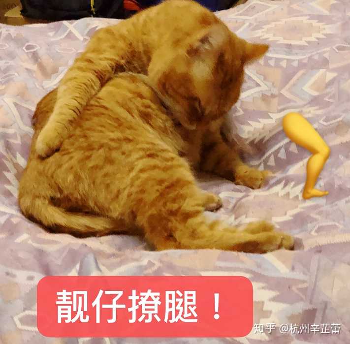 我家大胖当然不能输! 我的大橘完全是一只被我拍成表情包的谐星!