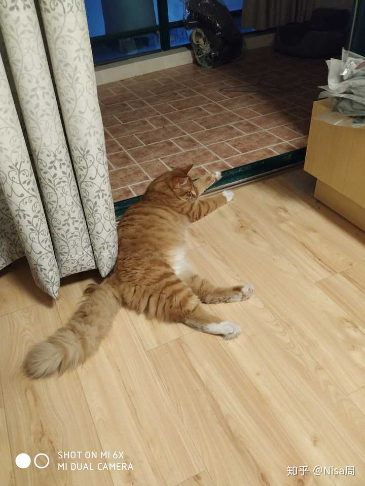 橘猫究竟能有多胖?