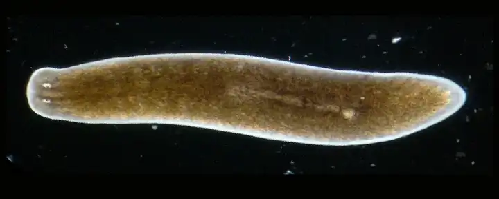 「涡虫」是一种什么样的生物,如何从生物学角度理解它