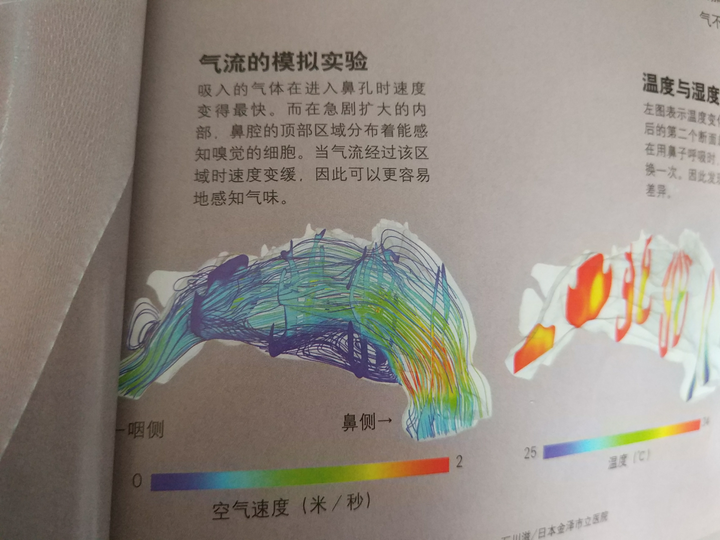 睡眠状态下正常人呼吸时鼻腔内气体的流动速度图是怎么样的?