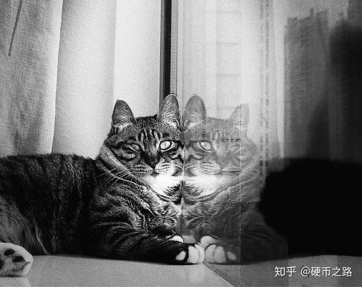 狸花猫可以漂亮到什么程度?