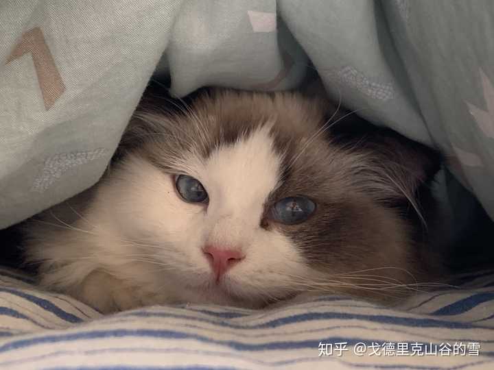 你的猫小时候和现在的长相有变化吗?