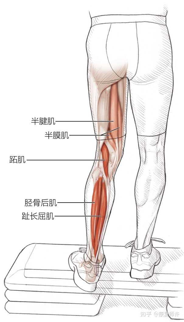 康复师许 的想法: 【跖屈肌和足内转肌拉伸】 拉伸: 1