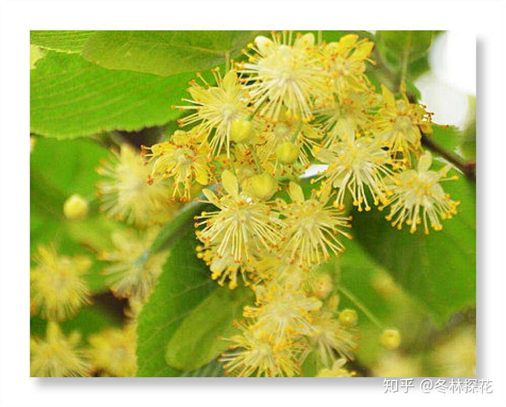 椴树花,10月7日的