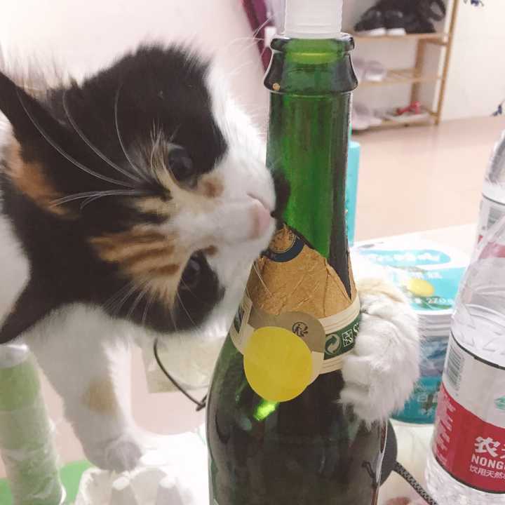 "你真的认为你的小牙齿可以咬开这个玻璃瓶吗?"
