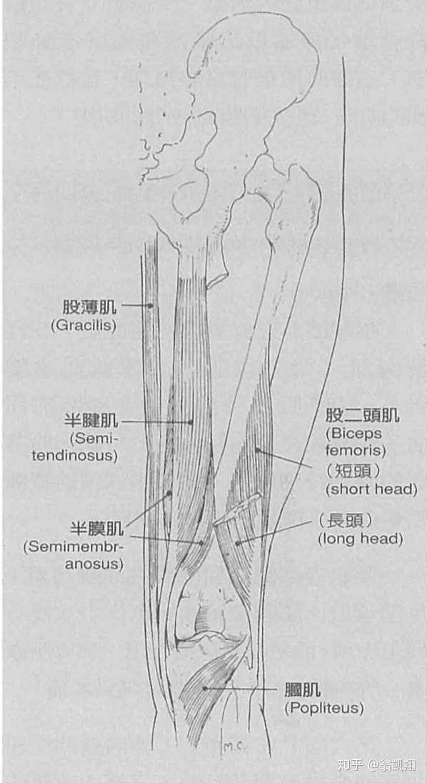 腘绳肌包括股二头肌,半腱肌,半膜肌.