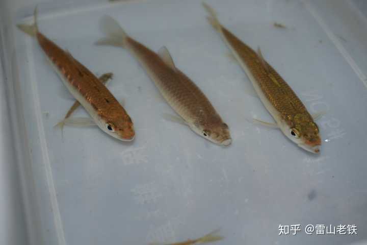 宽鳍鱲