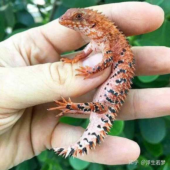 这是一种澳大利亚的蜥蜴,有谁知道名字吗?