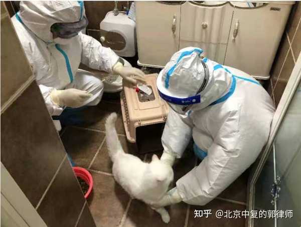 主人被隔离上门给宠物猫做核酸