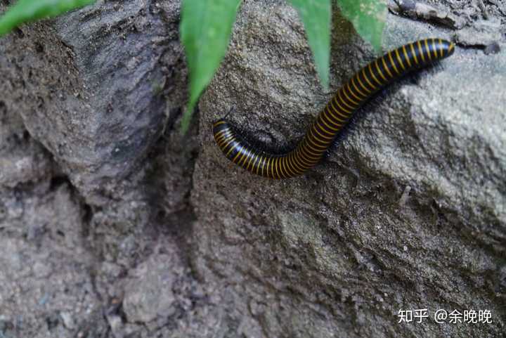 钢笔虫,另外一个名字好像叫千足虫,这货长成这样,而且可以爬石头爬墙.