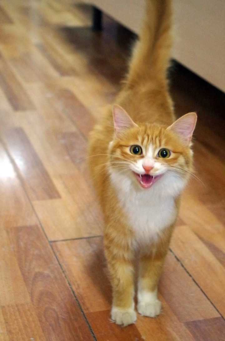 养一只橘色的猫是什么体验?