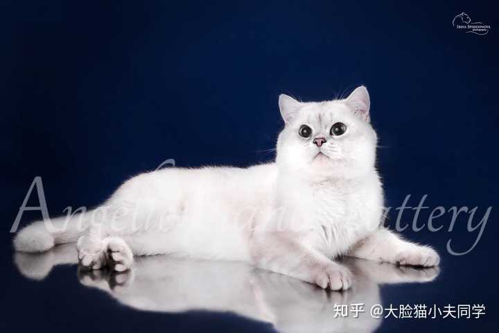 金渐层和银渐层生的小宝贝长大会是什么样子?