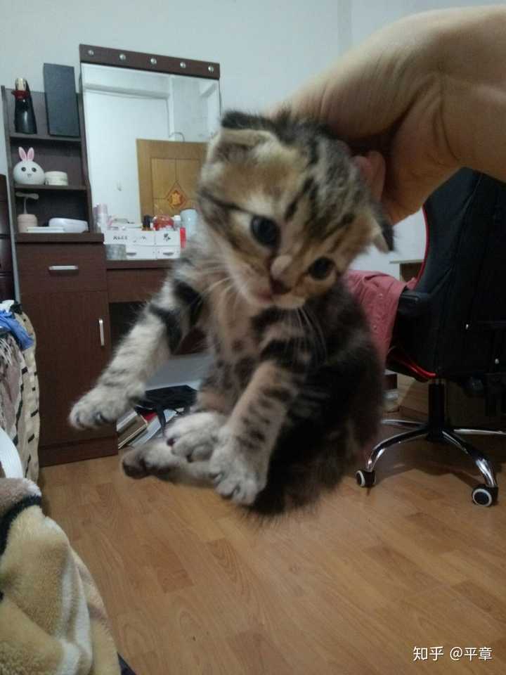 英短蓝猫和美短虎斑折耳配出来的是什么样?