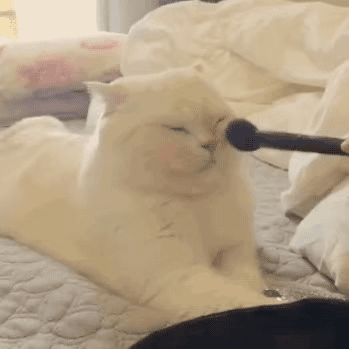 谁有猫猫狗狗的表情包啊!治愈系的?