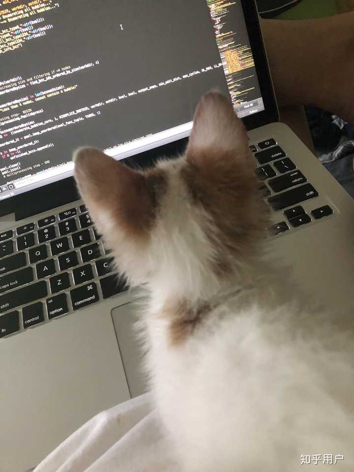 男生养猫是种什么体验?