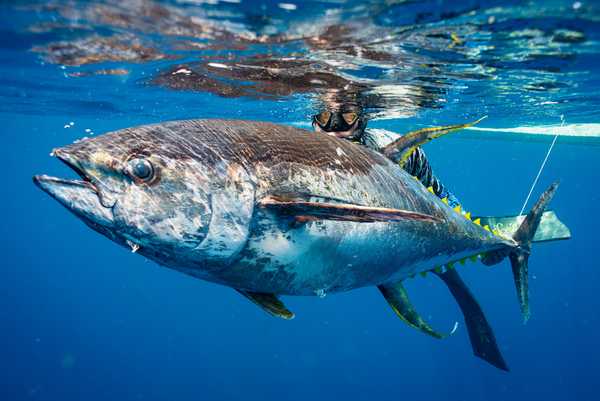 旗鱼swordfish和金枪鱼tuna,嘴上长着长枪的是旗鱼,金枪鱼反而是没有