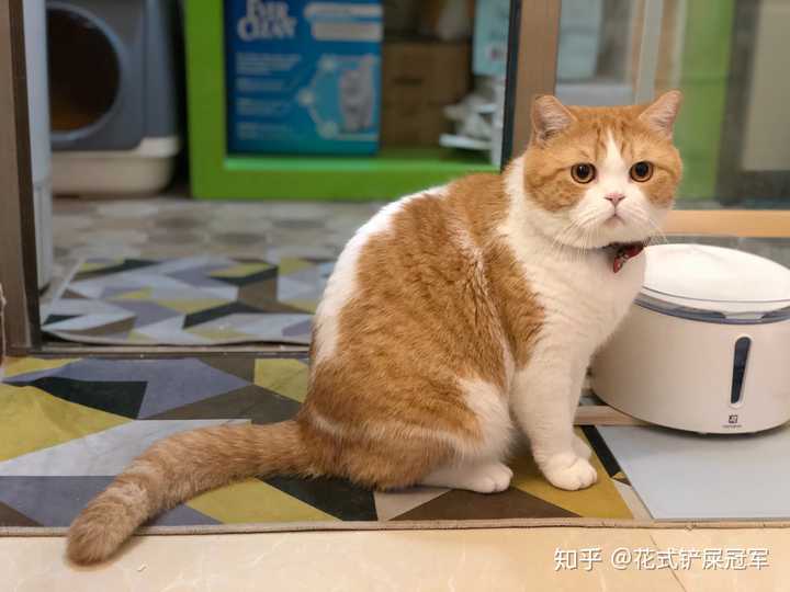 养一只稀有乳色英短是怎样的体验?
