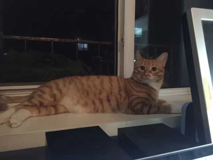 养一只橘猫是什么样的体验?