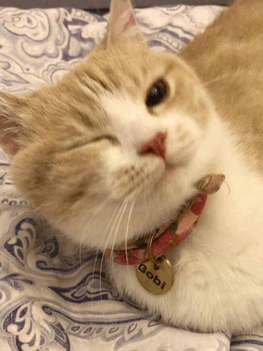 有哪些专用于撩妹撩汉的表情图?