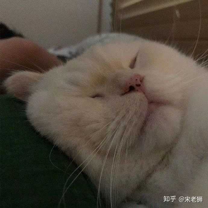 一只猫和一只狗的情侣头像?