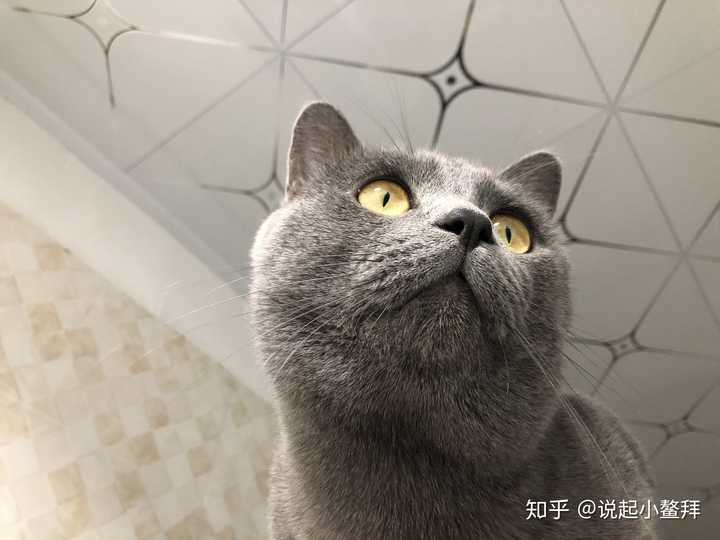 英短蓝猫眼睛越黄越好吗