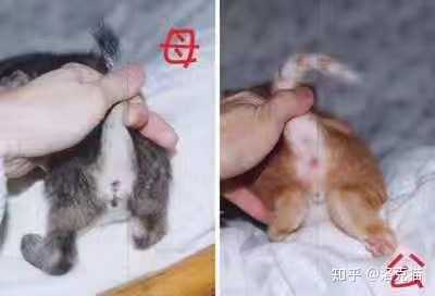 第一次养猫,养公猫好还是母猫好?