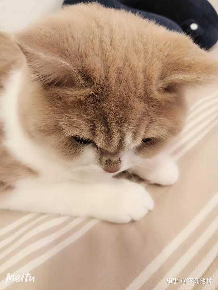 可以给我看看你们的猫猫吗?