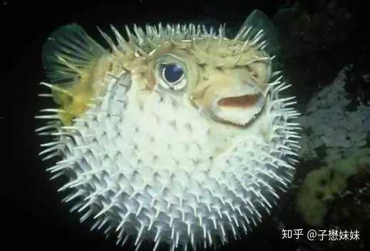 河豚体型浑圆,可以将大量的水或空气吸入胃种,瞬间膨 ..
