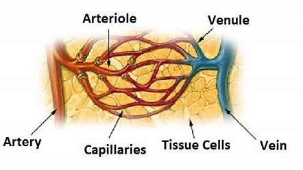 泵出后沿着主动脉到各级动脉(artery),然后再进入小动脉(arteriole)