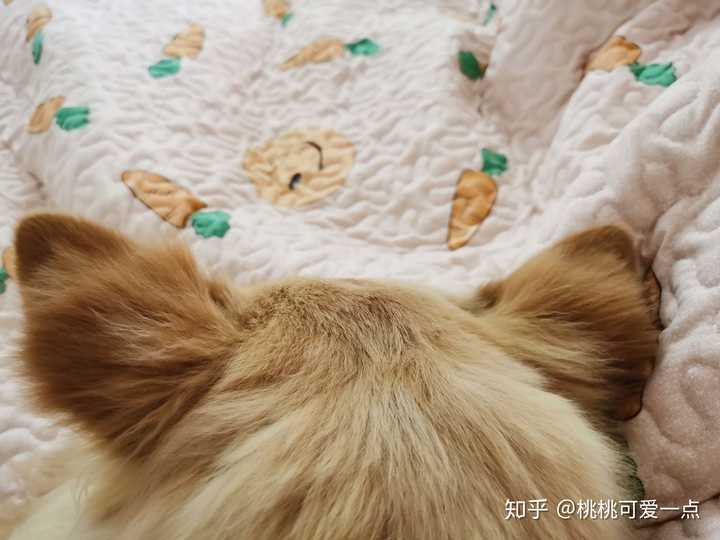 耳朵长毛 知乎