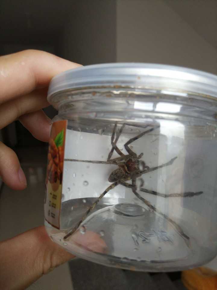 抓住一只巴掌大蜘蛛不知道什么品种望帮看下