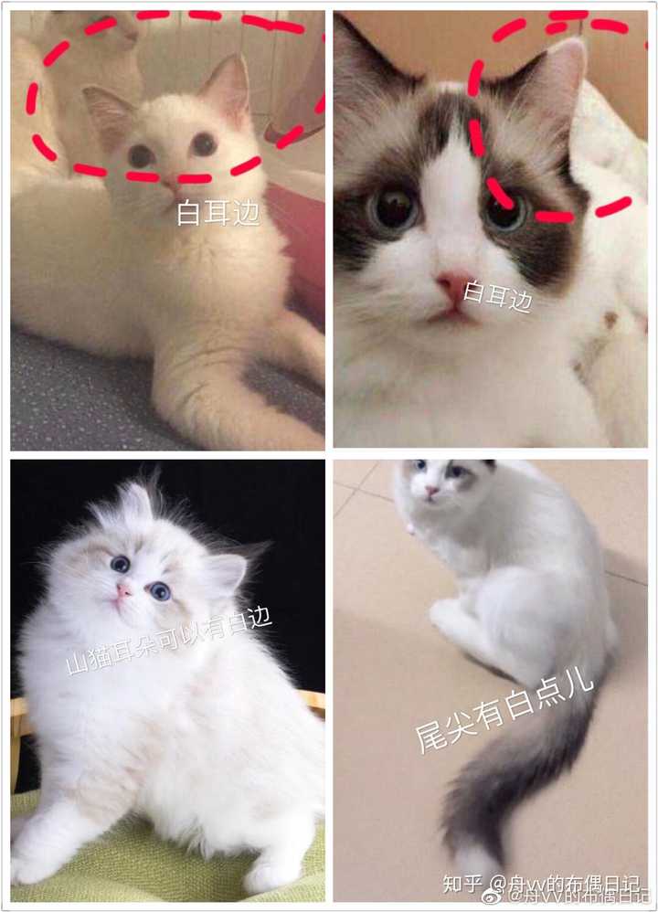 「布偶猫」的外形特点是什么,有哪些生活习性?