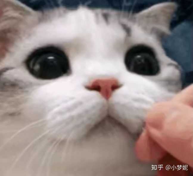 猫咪突然开始流口水是怎么回事?