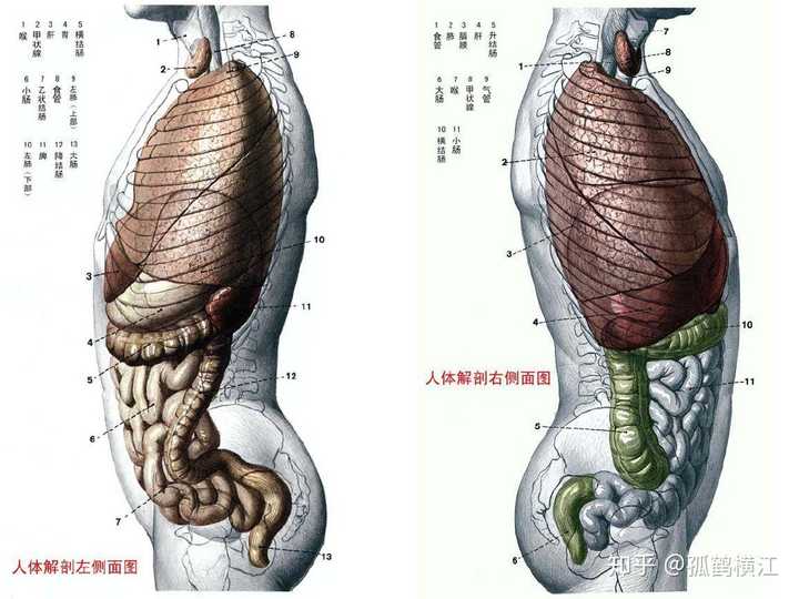 人体器官怎样分布?