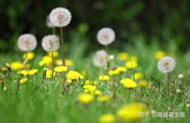 什么花的花语有着"希望 活泼 朝气"冫的意思?