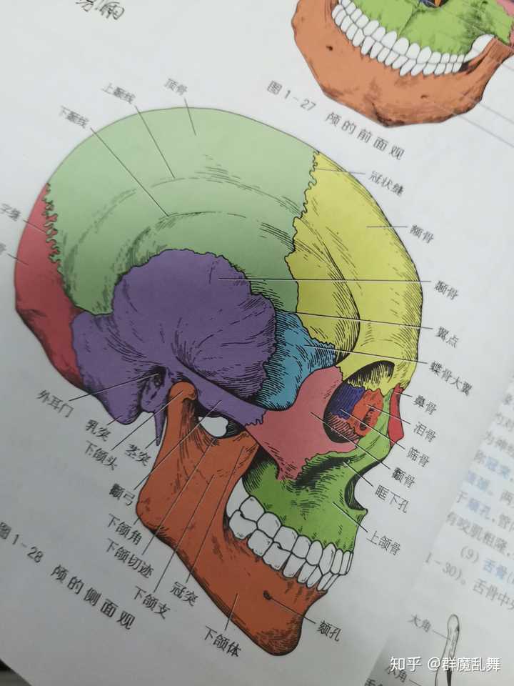 cranium),也称脑颅骨,由8块骨组成,包括成对的颞骨和顶骨,不成对的