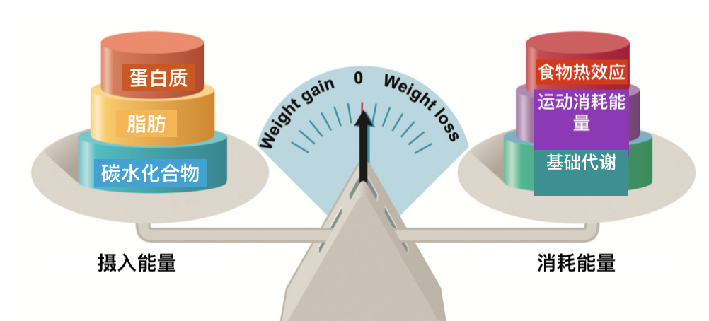能量消耗=基础代谢 食物热效应 运动消耗所以基础代谢与目的日运动