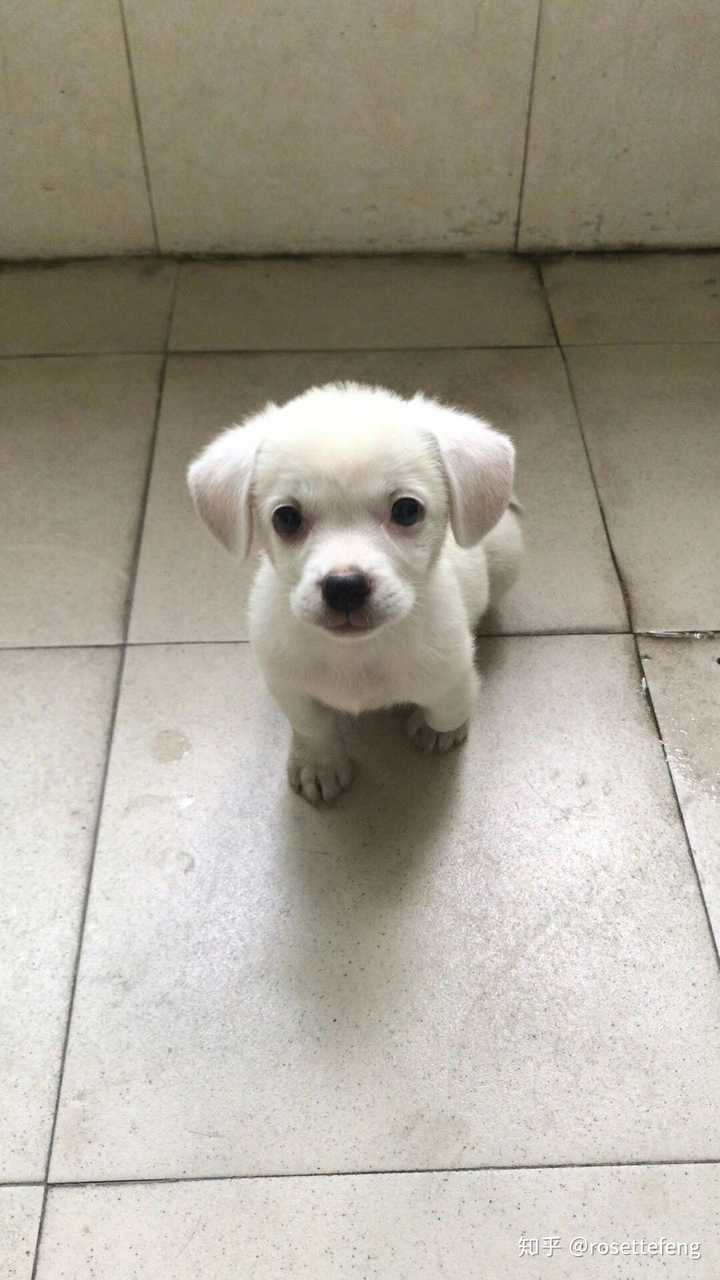 捡到狗是什么体验?